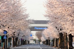 Sakura
