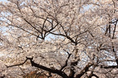 代々木公園の桜