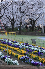 公園の桜２