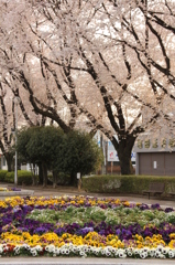 緑道の桜２