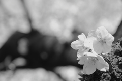 代々木公園の桜２