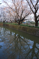 公園の桜