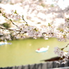 桜とボート