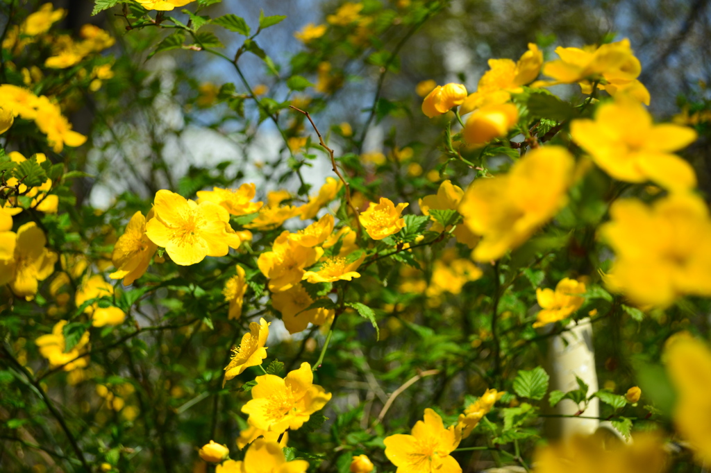 きいろの花　２