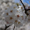 サクラの花