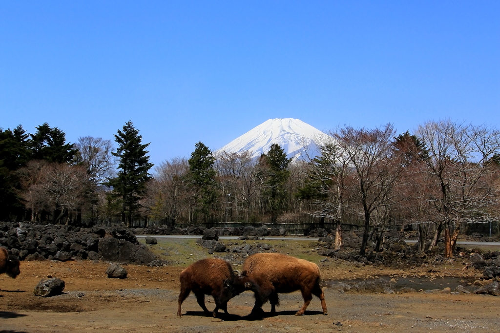 のどかな対決