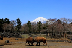 のどかな対決