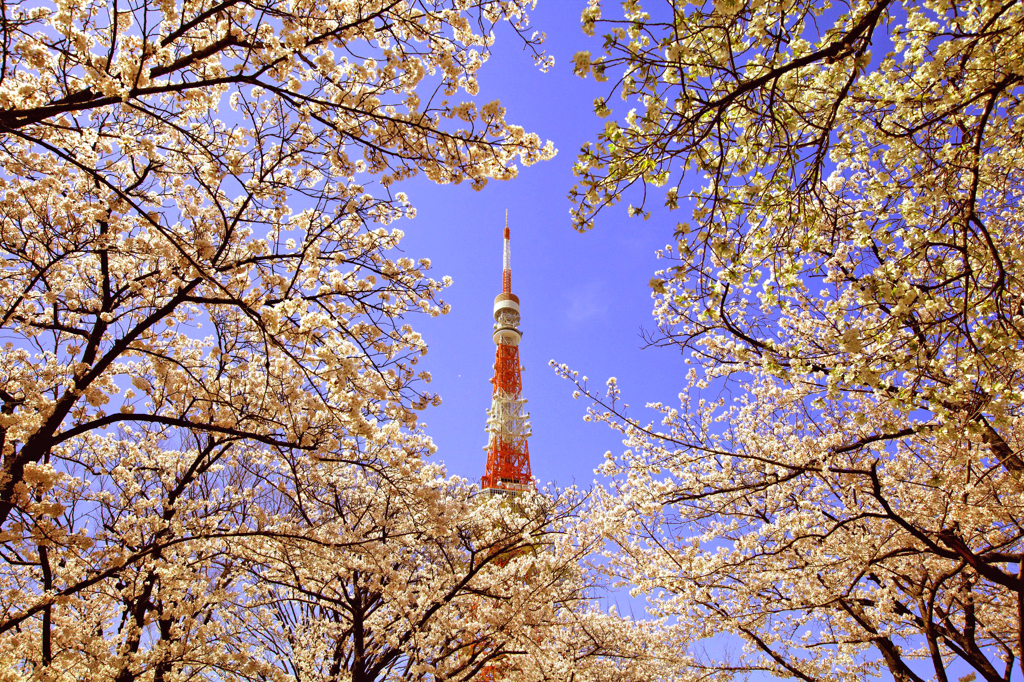 桜タワー
