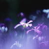 菖蒲
