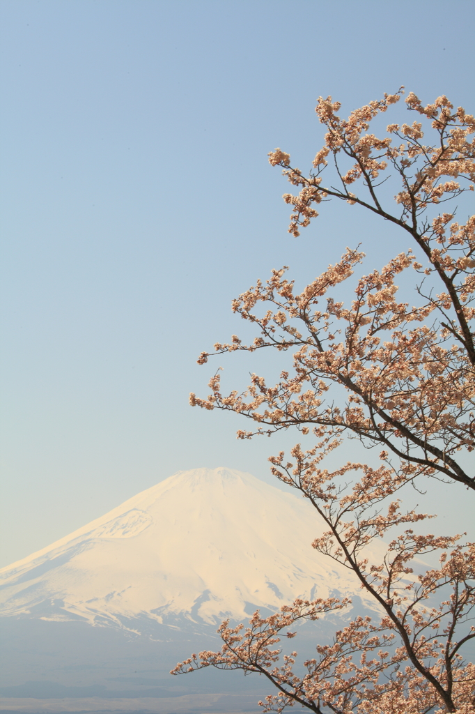 富士桜