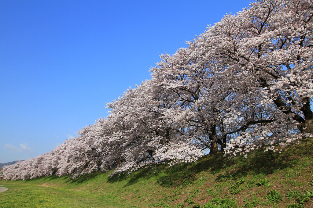 堤桜