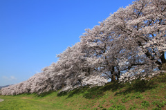 堤桜
