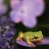 ９月の紫陽花