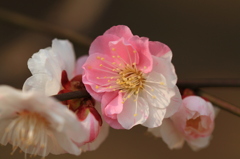 縁起良い花
