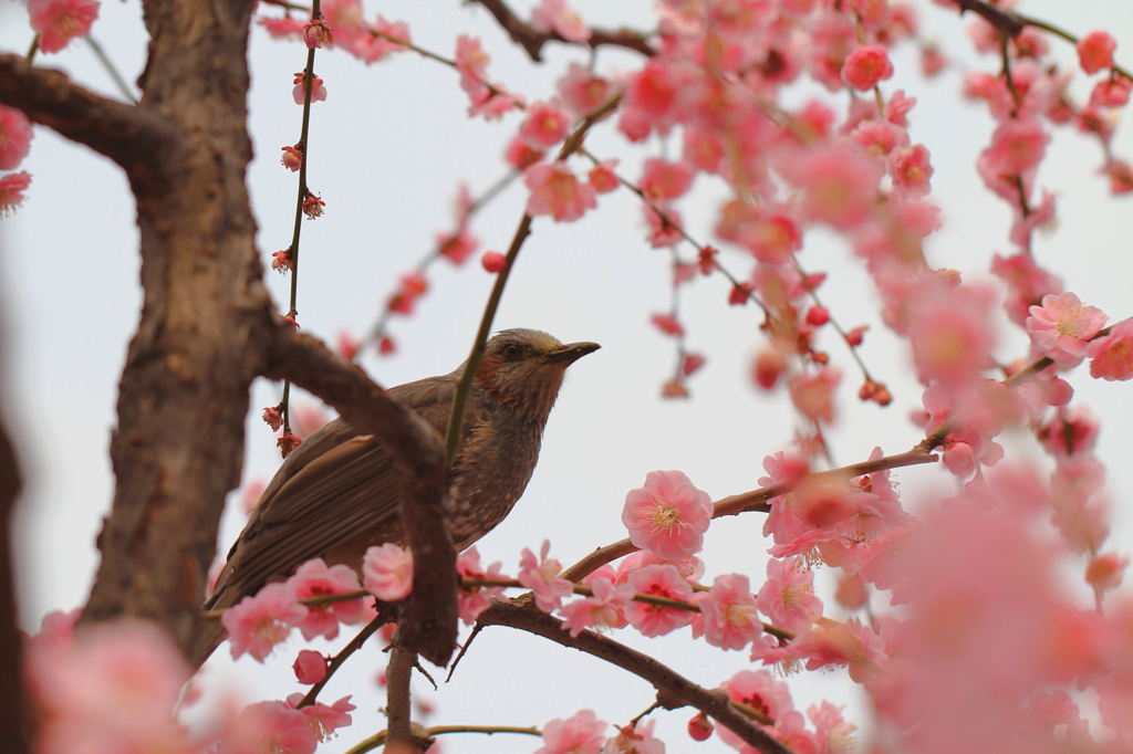 花鳥風・・・