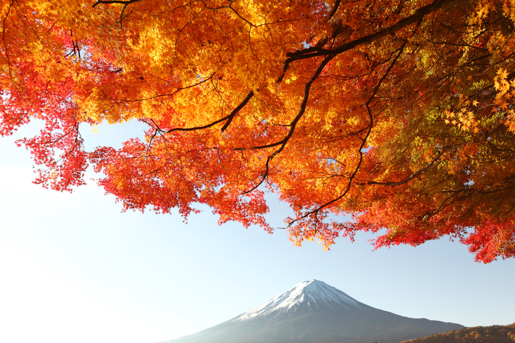 富士と紅葉