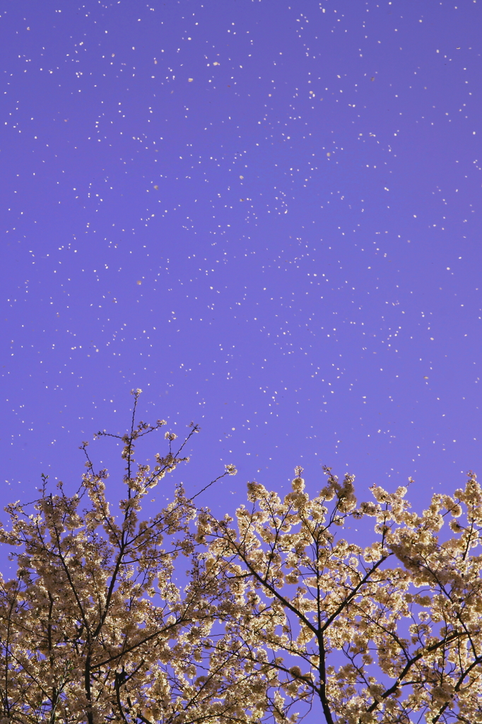 桜吹雪