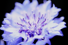 blue flame 