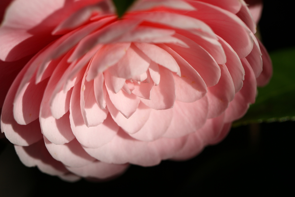 花見頃