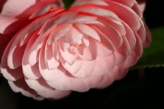 花見頃