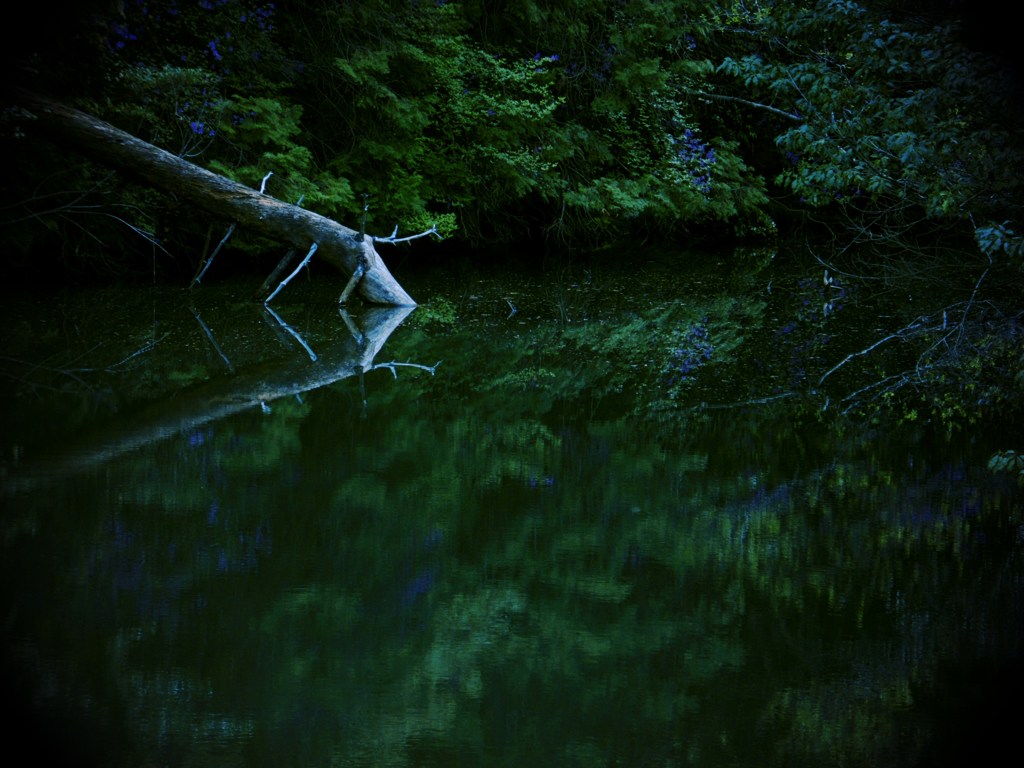 瑞獣の潜む池