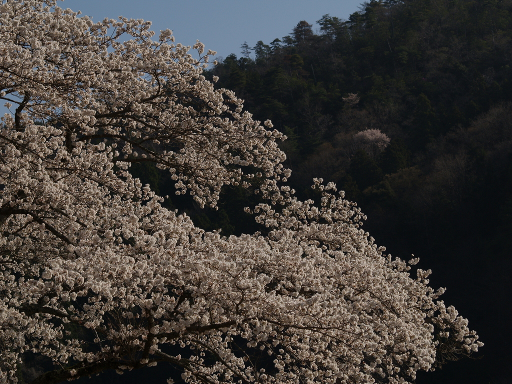 里山桜