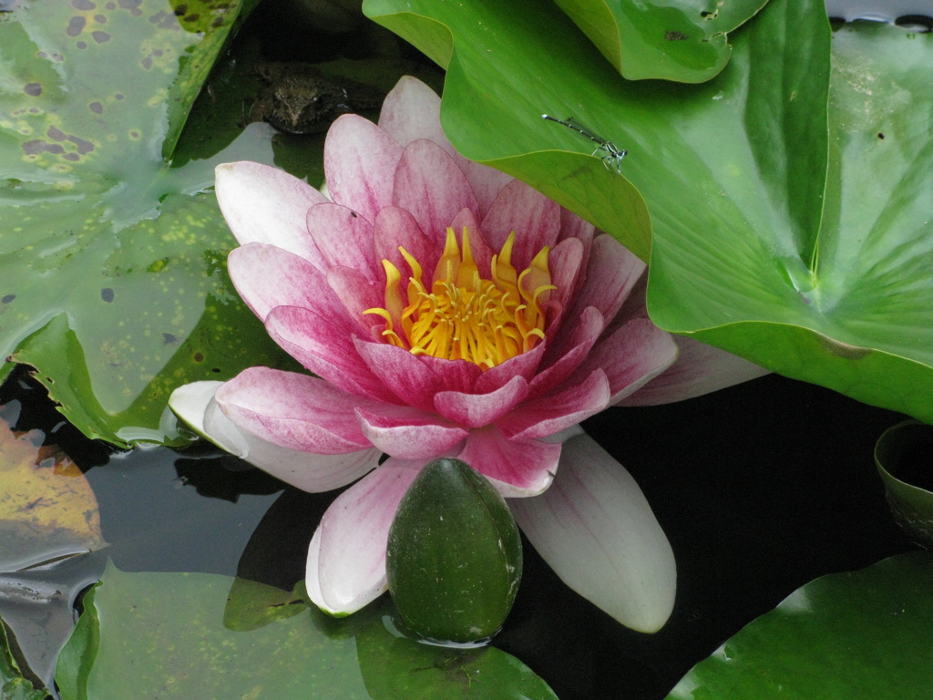 花との関係