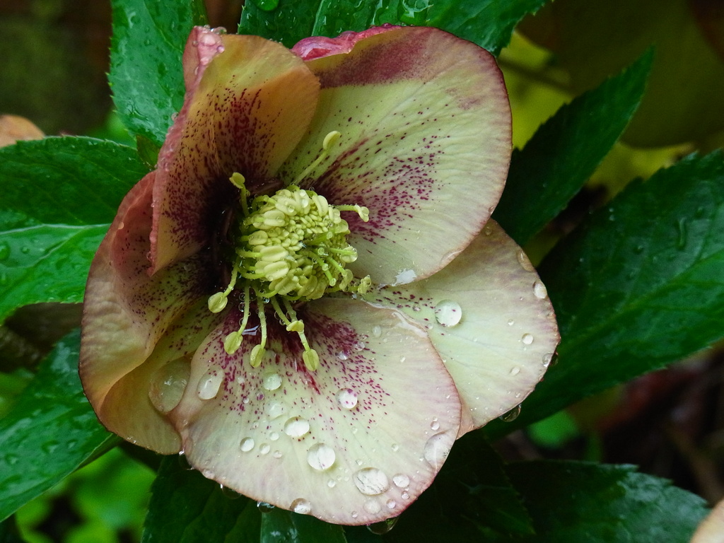 Spring rain Christmas rose