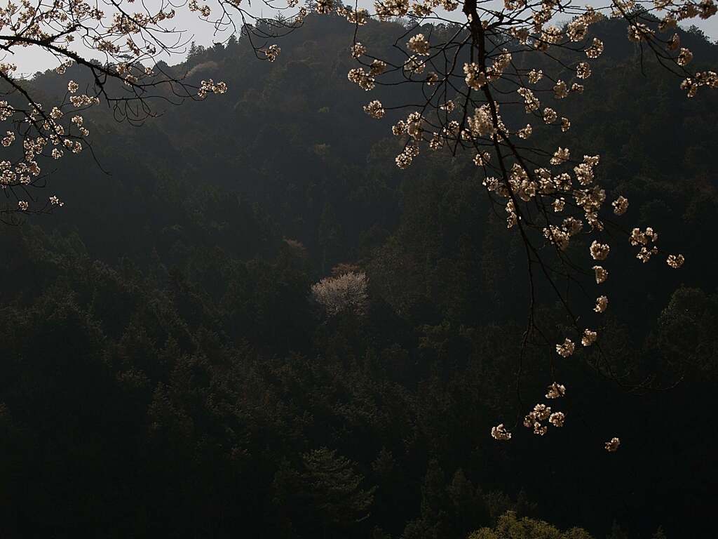 里山桜2