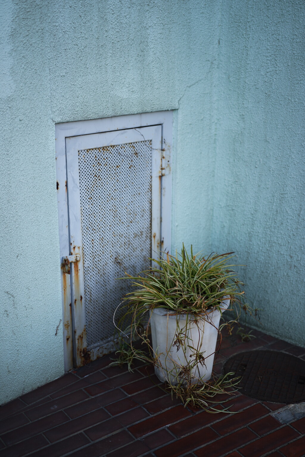 散歩スナップ 54