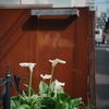表参道 スナップ 2