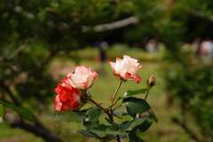GWの代々木公園 7