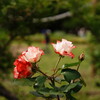 GWの代々木公園 7