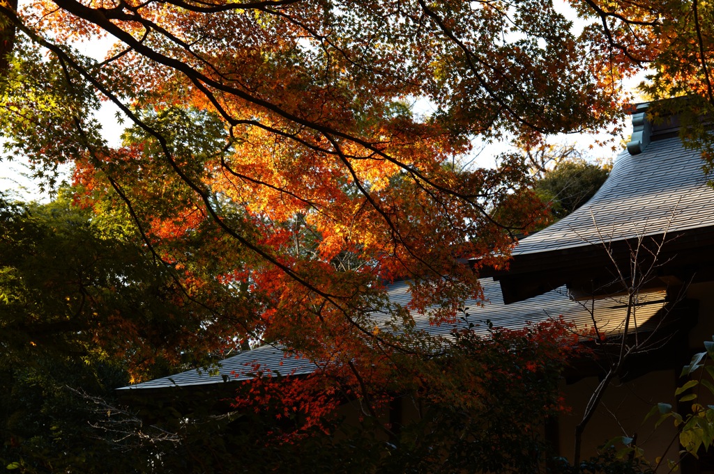 北鎌倉・円覚寺にて 紅葉5