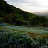 秦野・弘法山付近にて 4