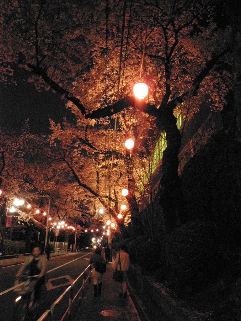 夜桜　桜上水にて