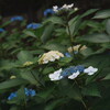 散歩スナップ 紫陽花 1