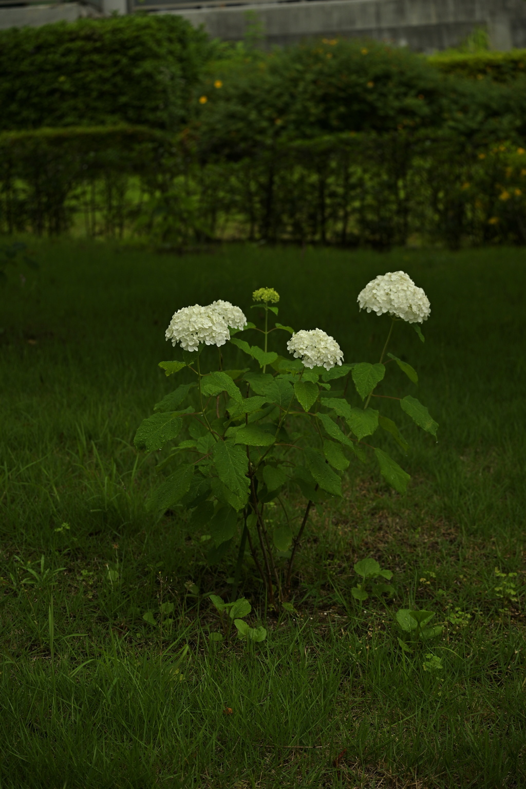 紫陽花 3