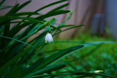 近所に咲く花々　３