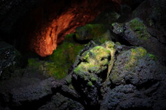 富岳風穴にて 光り苔