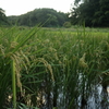 寺家ふるさと村にて ６