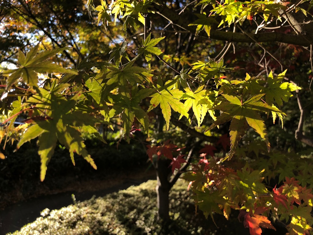 紅葉 2
