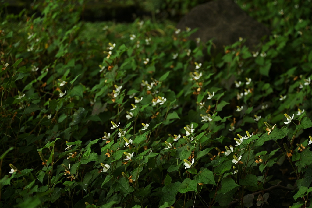 ドクダミの花