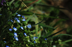 青花
