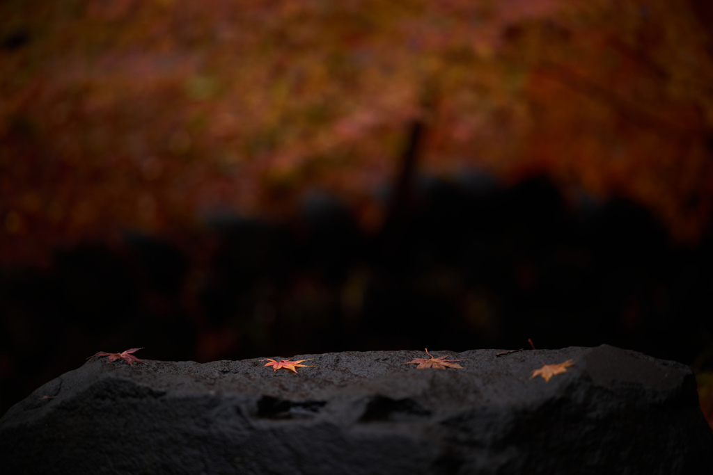 晩秋の日比谷公園にて 4