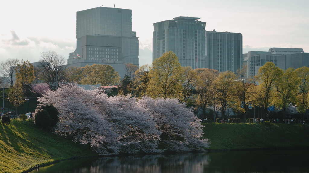 桜田門の桜