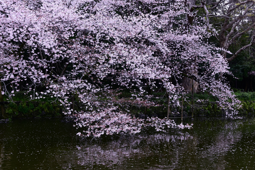 三島大社の桜　１