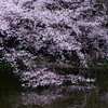 三島大社の桜　１