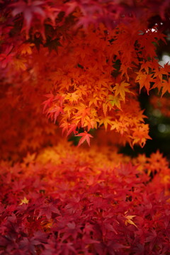 秋の河口湖にて 2025 9