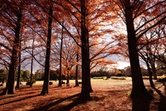 相模原公園にて メタセコイア並木 1